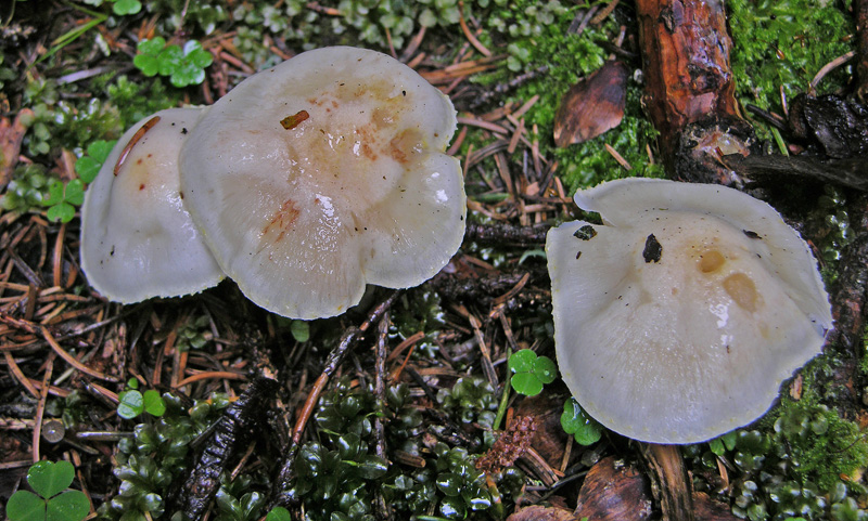 QUIZ..n�3..FACILISSIMO-DIFFICILISSIMO